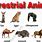 10 Terrestrial Animals