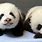 100 Cute Baby Pandas