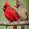 2 Cardinals Birds