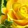 3D Yellow Roses