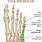 5th Metatarsal Tuberosity