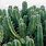 A Cactus Plant