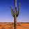 A Cactus in the Desert