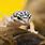 A Leopard Gecko