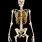 A Picture of the Human Skeleton