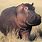 ARKive Hippopotamus