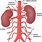 Abdominal Aorta Arteries