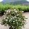 Abelia Grandiflora Hedge Pictures