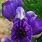 Aconitum Flower