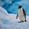 Adelie Penguin Animals