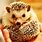 Adorable Baby Hedgehog