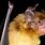 African Bat Species