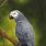 African Grey Parrot Painting