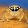 African Jumping Spider