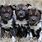 African Painted Dog Pups
