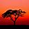 African Sunset with Trees