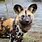 African Wild Dog Ears