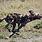 African Wild Dog Running
