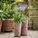 Agapanthus in Pots