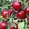 Alabama Fruit Trees Red Apple