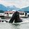 Alaska Whale Cruise