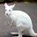 Albino Baby Kangaroo
