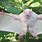 Albino Fox Bat