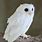 Albino Pygmy Owl