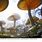 Alice in Wonderland Giant Mushrooms