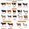 All Breeds of Cows