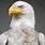 All White Bald Eagle