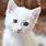 All White Kitten