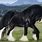 All-Black Shire Horse