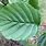 Alnus Glutinosa Leaf