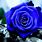 Amazing Blue Roses