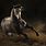 Amazing Horse Photography