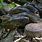 Amazon Forest Snakes Anaconda