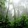 Amazon Rainforest Oxygen