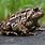 American Toad Pictures