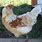 Americana Pullet Chickens