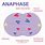 Anaphase Cell