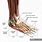 Anatomical Foot