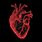 Anatomical Heart Wallpaper
