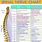 Anatomy Chart Spinal Nerves