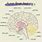 Anatomy of Brain Labeled