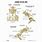 Anatomy of Dog Pelvis