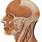 Anatomy of Human Head