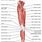 Anatomy of Human Leg Muscles
