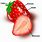 Anatomy of Strawberry