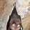 Andaman Horseshoe Bat